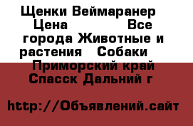 Щенки Веймаранер › Цена ­ 40 000 - Все города Животные и растения » Собаки   . Приморский край,Спасск-Дальний г.